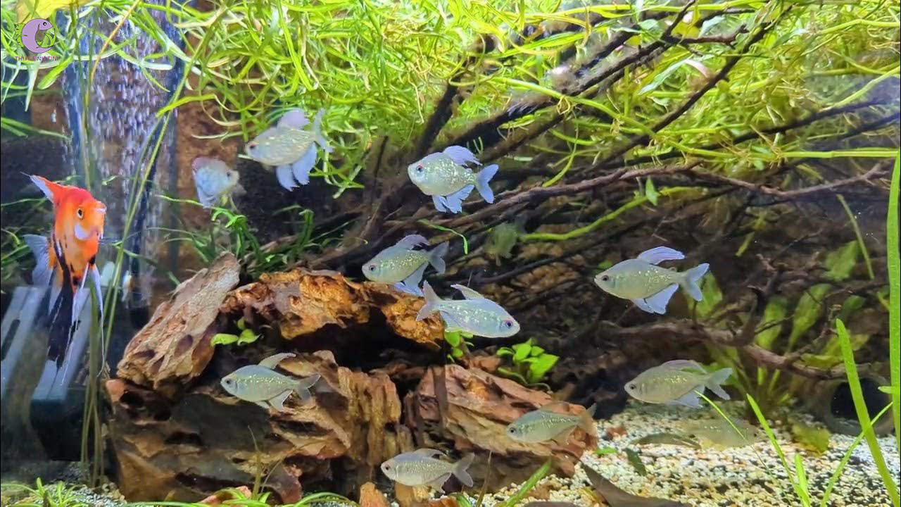 Cá Diamond Tetra-2