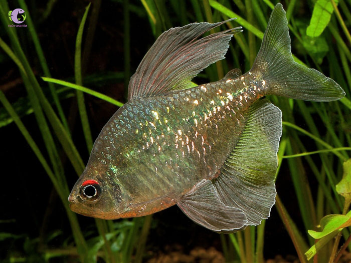 Cá Diamond Tetra-1