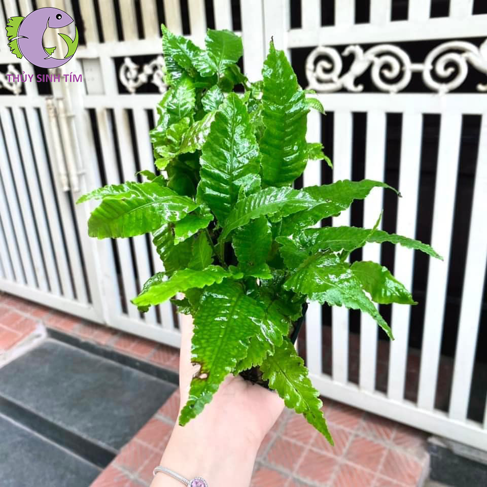 duong-xi-la-oi-1