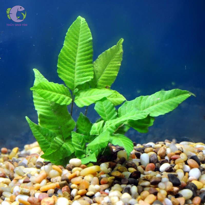 các loại cây dương xỉ thủy sinh - 9