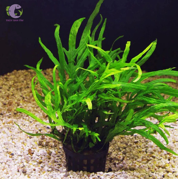 các loại cây dương xỉ thủy sinh - 6