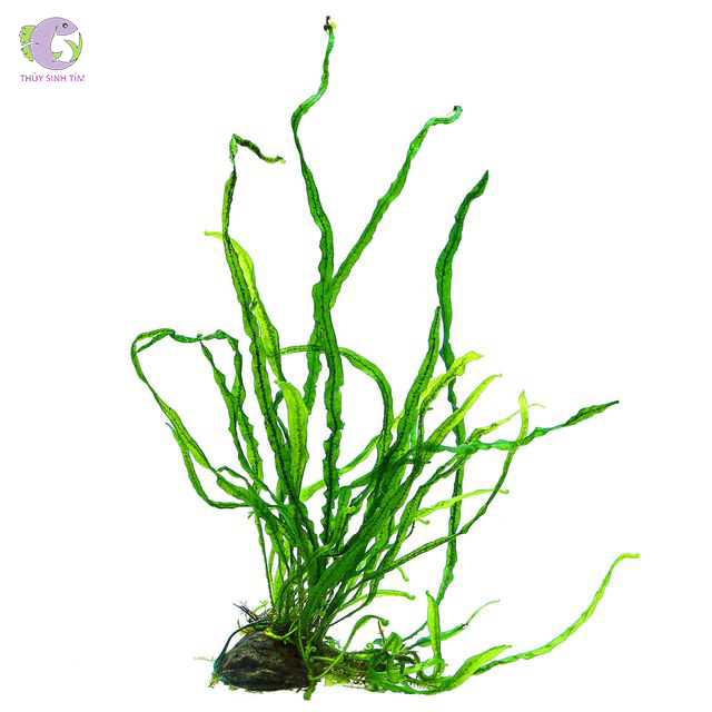 các loại cây dương xỉ thủy sinh - 4