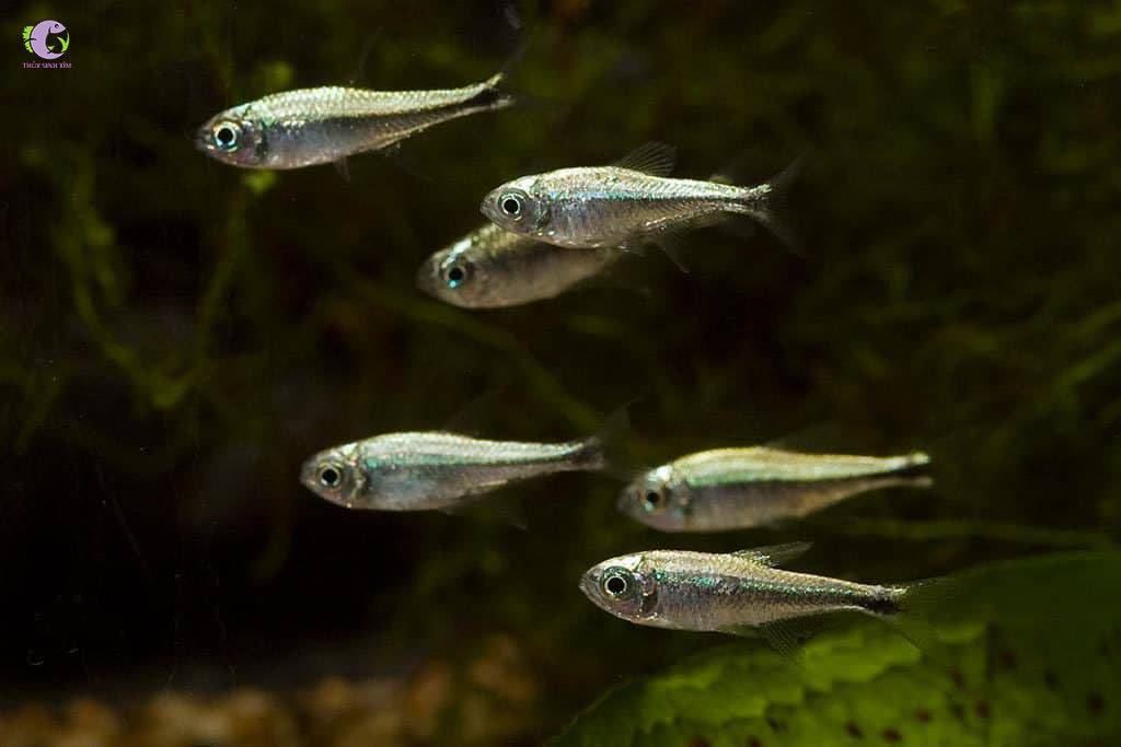 Cá Golden Tetra-2