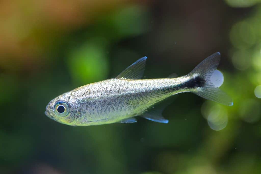 Cá Golden Tetra-1