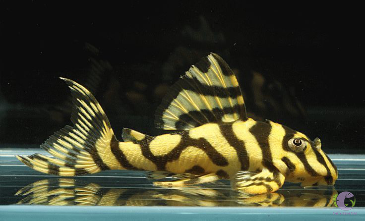 L134 Leopard Frog Pleco - 1