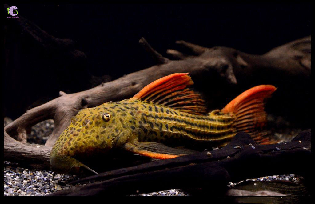 L25 Scarlet Pleco-1