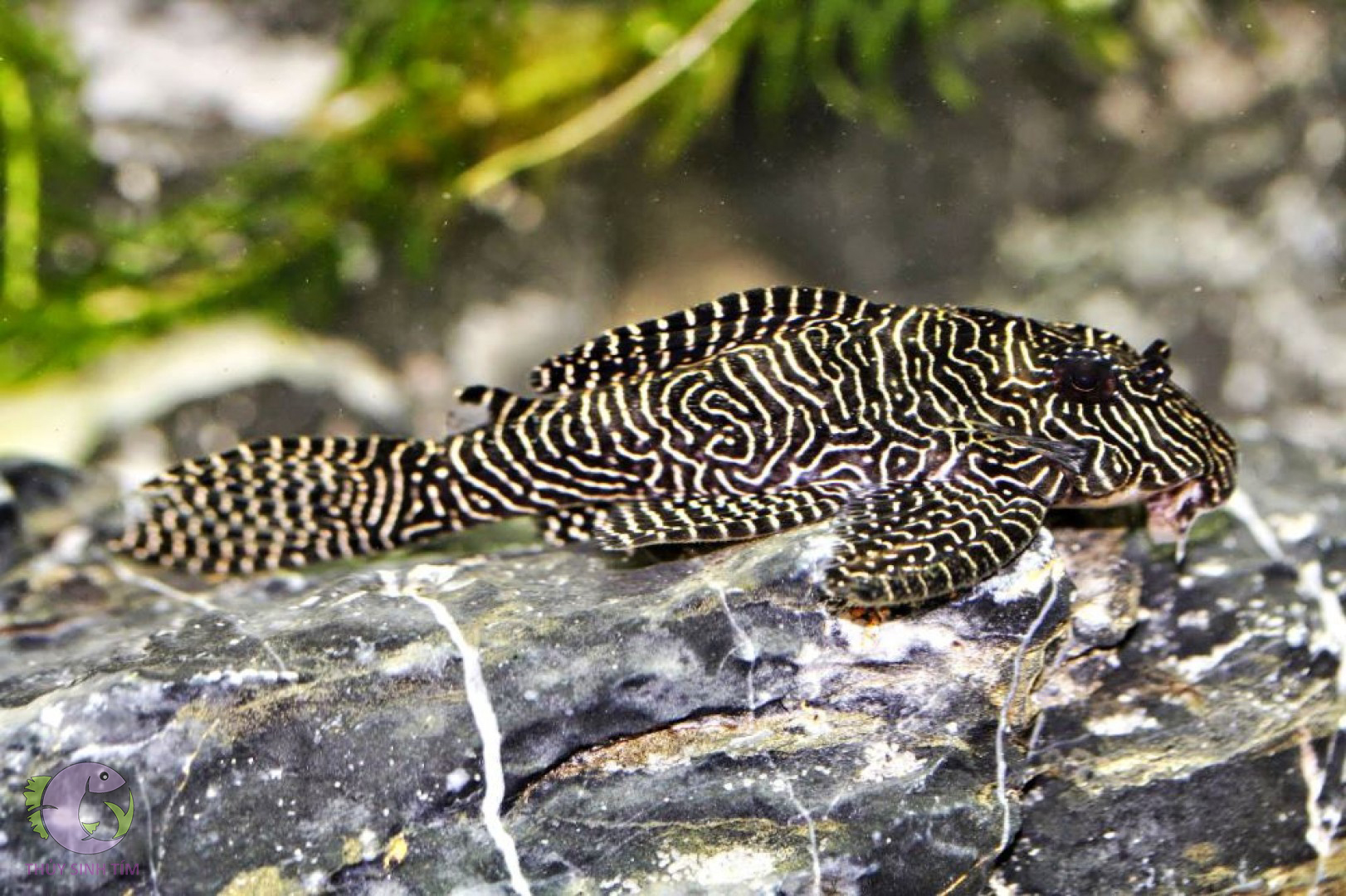 l260 queen arabesque pleco - 1