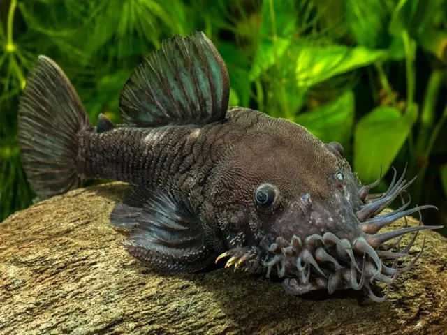 Cá Pleco L34 Medusa 2