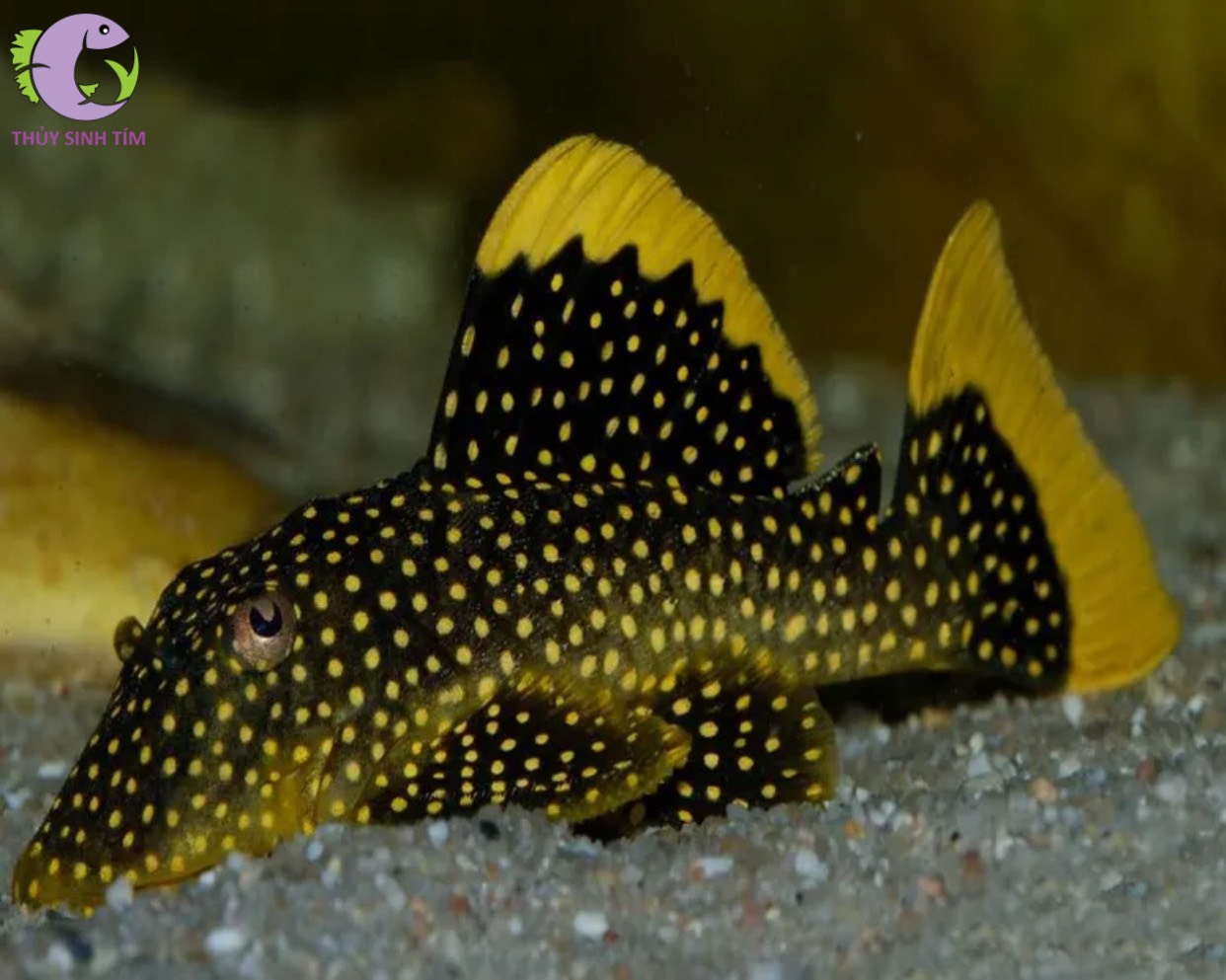 L81 Fine Spot Gold Nugget Pleco - 1