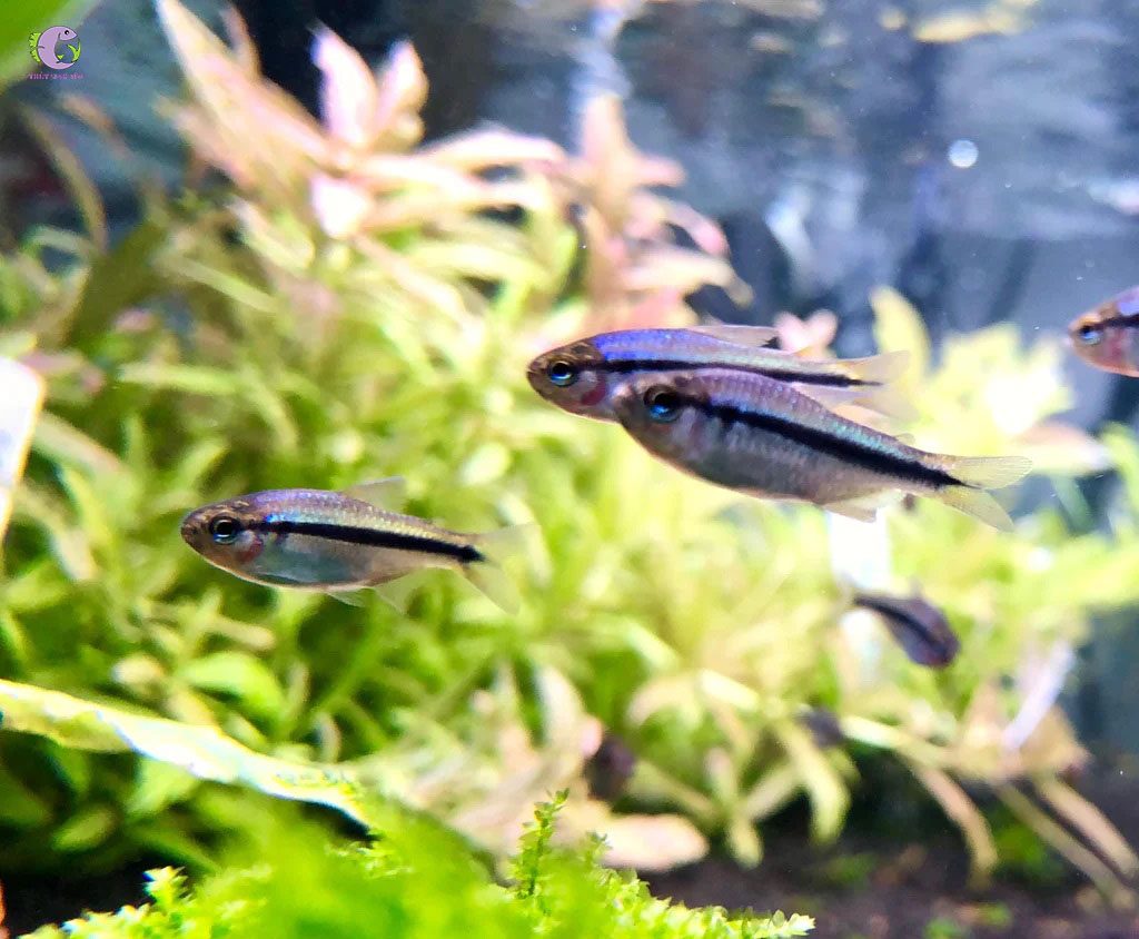 Cá Lapis Tetra-2