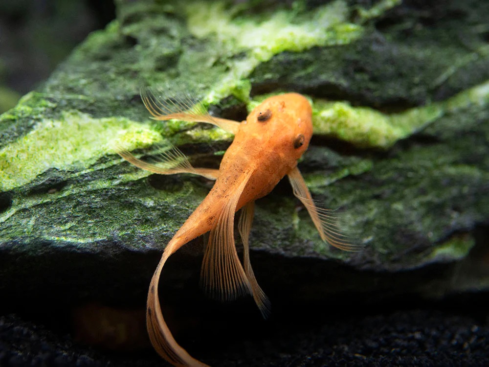 Cá Longfin Red-1