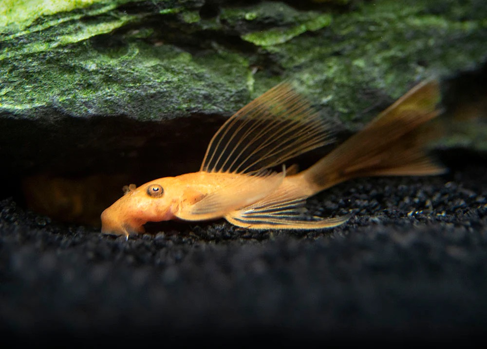 Cá Longfin Red-2