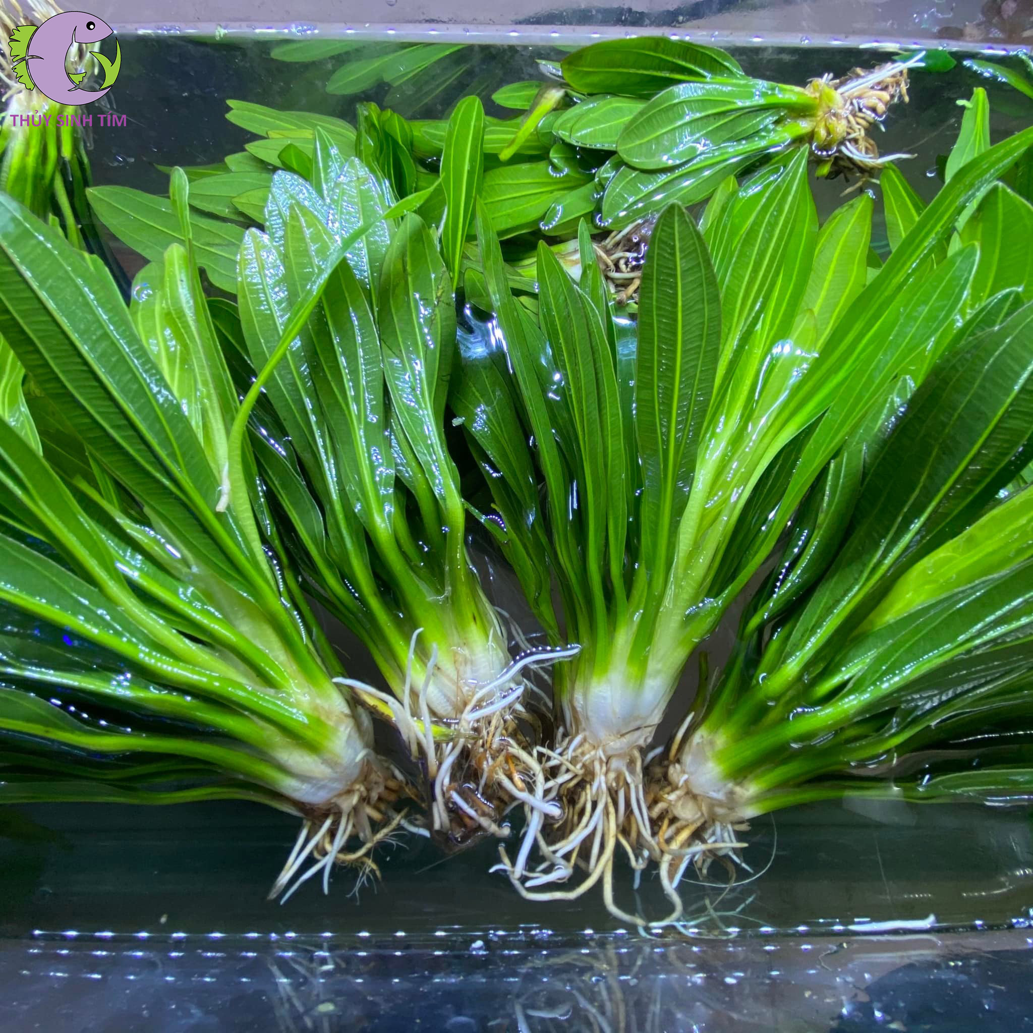 Cây Lưỡi Mèo Thủy Sinh: Vẻ Đẹp Tinh Tế Cho Hồ Cá Của Bạn