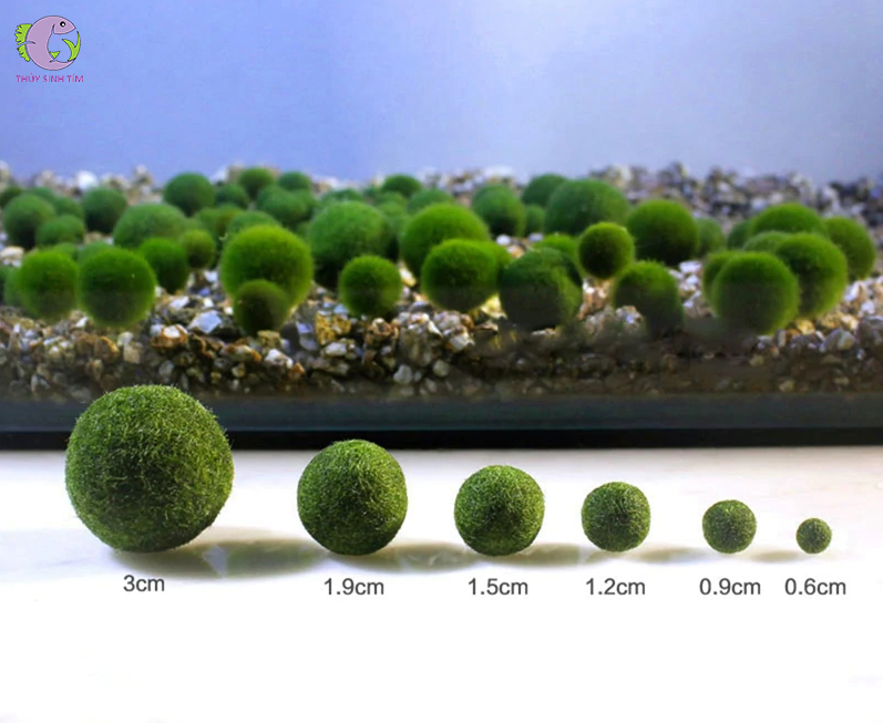 tảo cầu marimo - 1