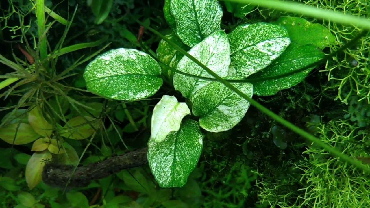 ráy nana cẩm thạch - 2