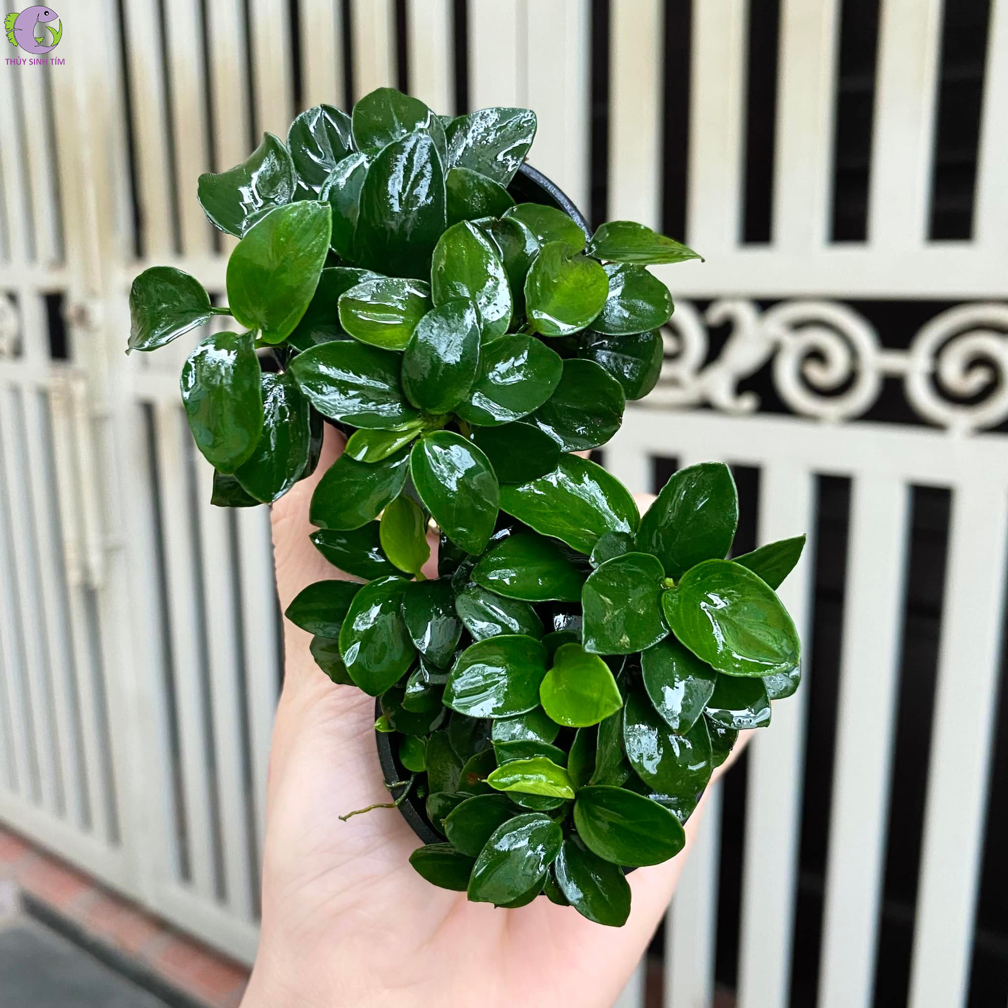 bucep chậu TM - 1