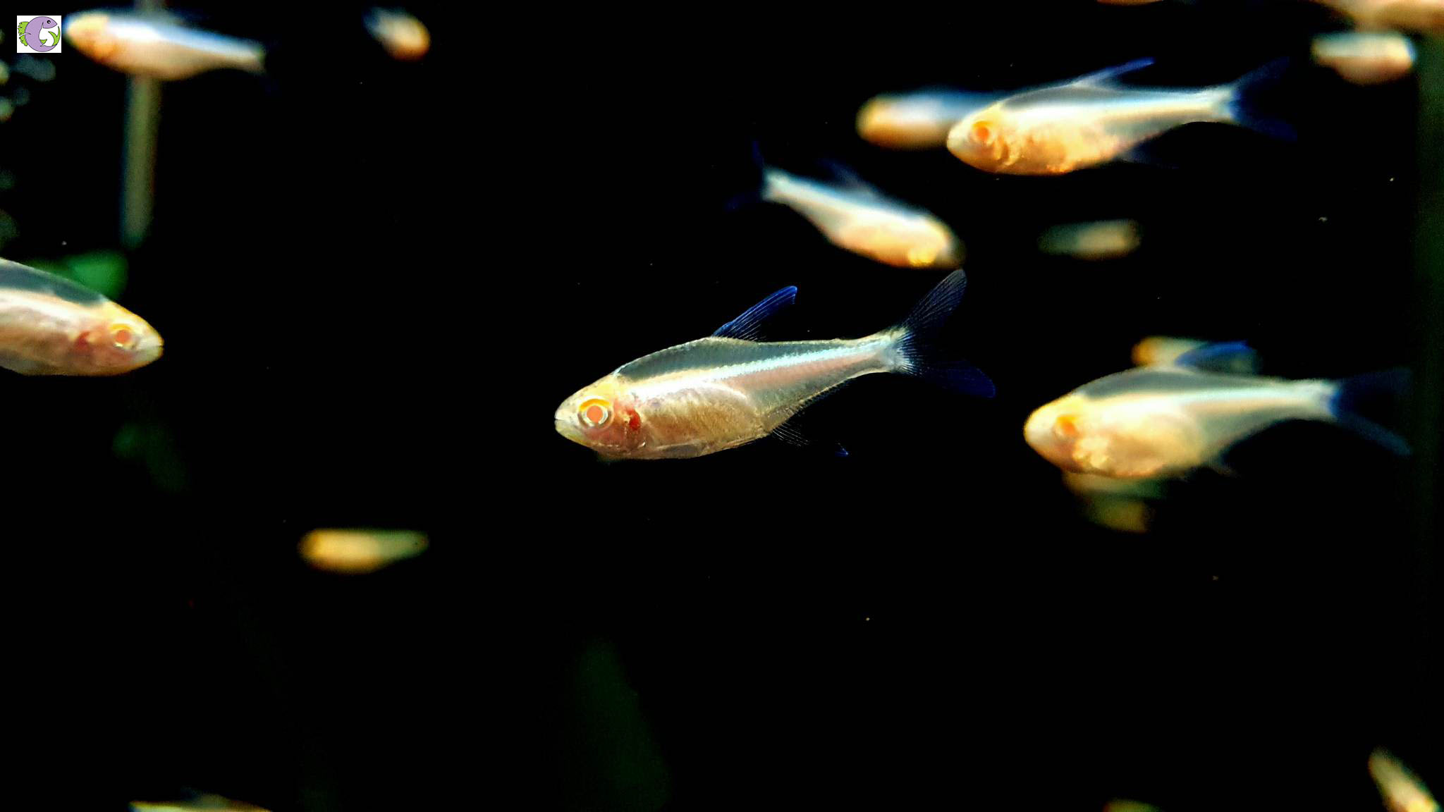 Cá neon vua albini - 2
