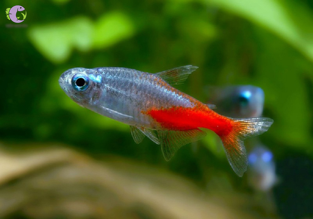 cá neon kim cương thủy sinh tím - 1