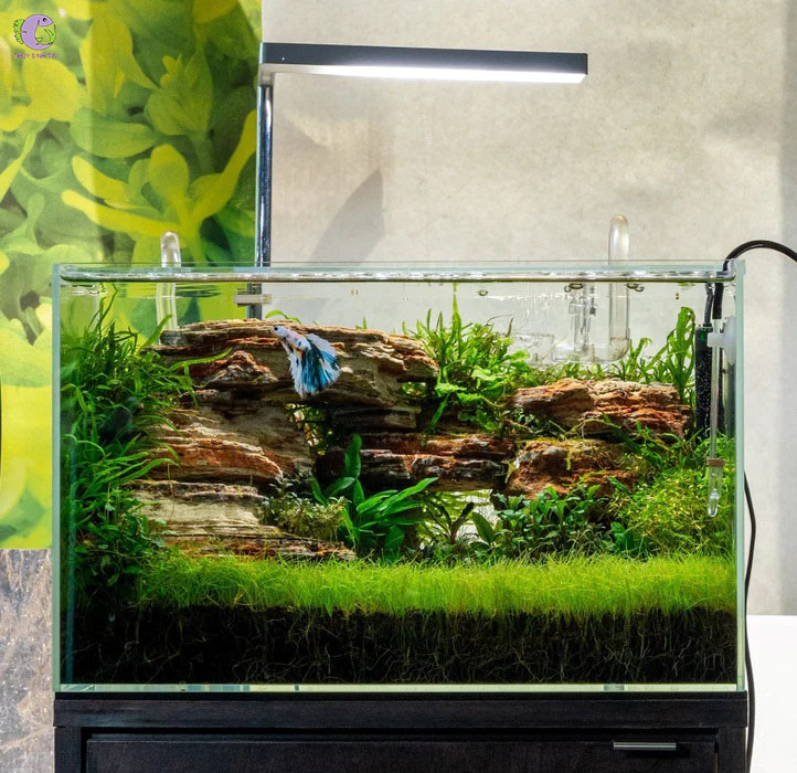 Phân Nền Thủy Sinh Contro Soil-2