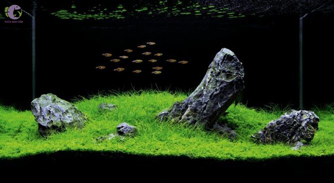 phong cách iwagumi nghệ thuật xếp đá trong hồ thủy sinh - 1