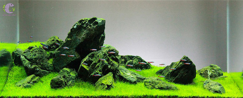phong cách iwagumi nghệ thuật xếp đá trong hồ thủy sinh - 4