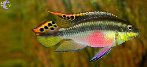 Cá Phượng Hoàng Bụng Lửa -1 