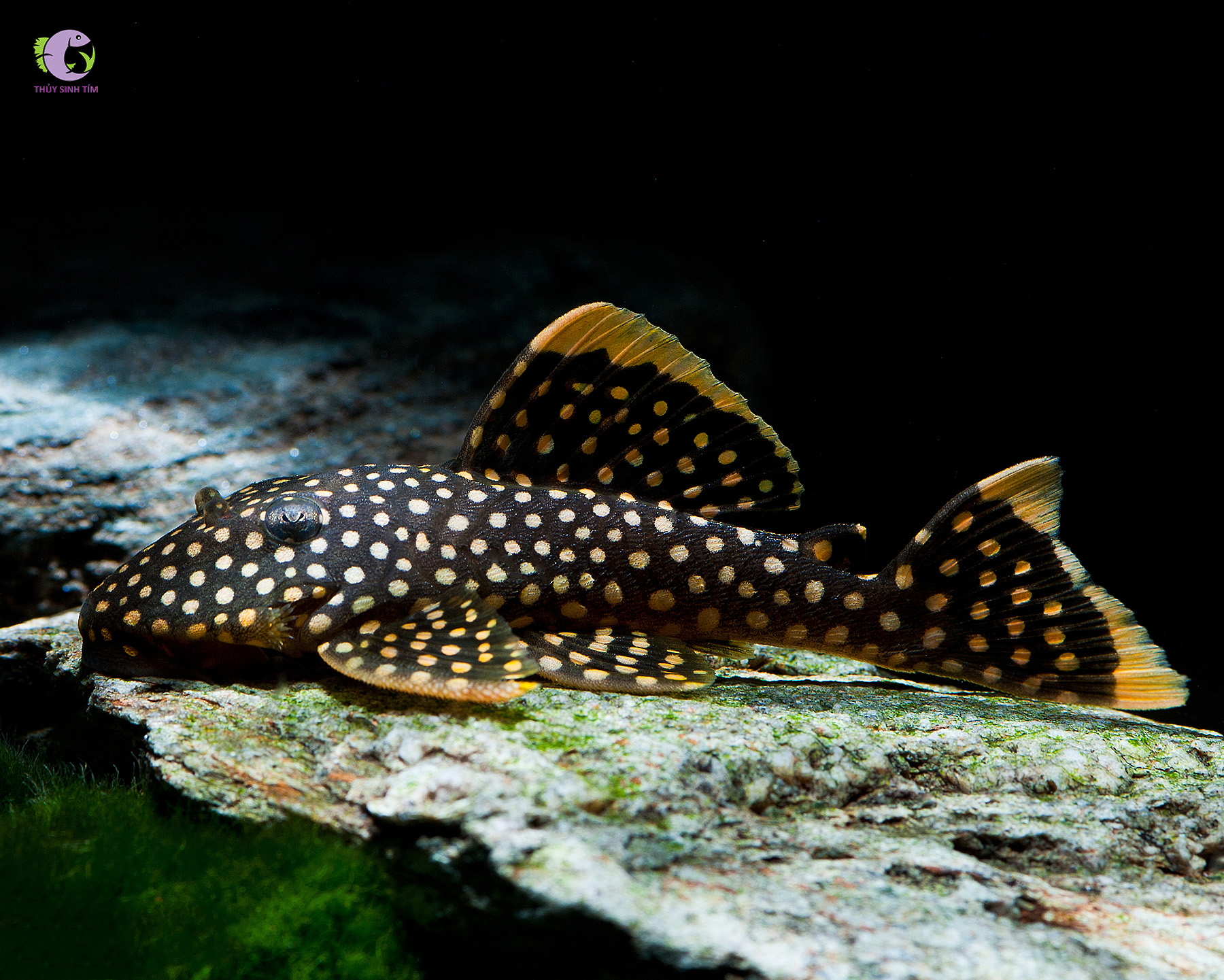 Cá Pleco L18 - Golden Nugget -1