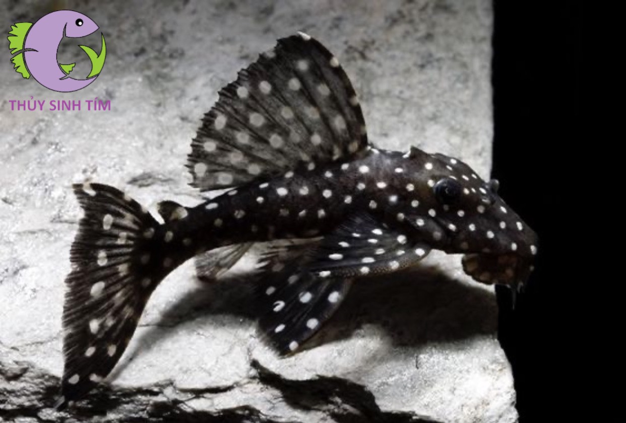 Cá Pleco L240 - 1