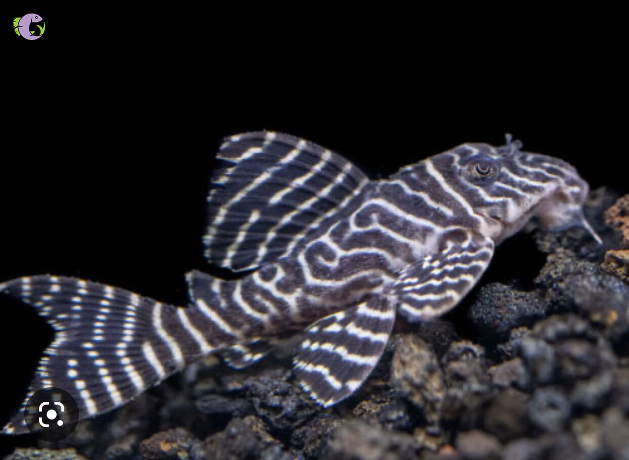 ca-pleco-333-2