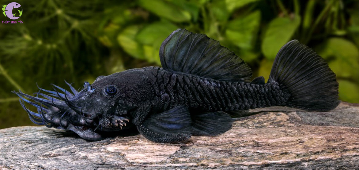 Cá Pleco L34 Medusa 1