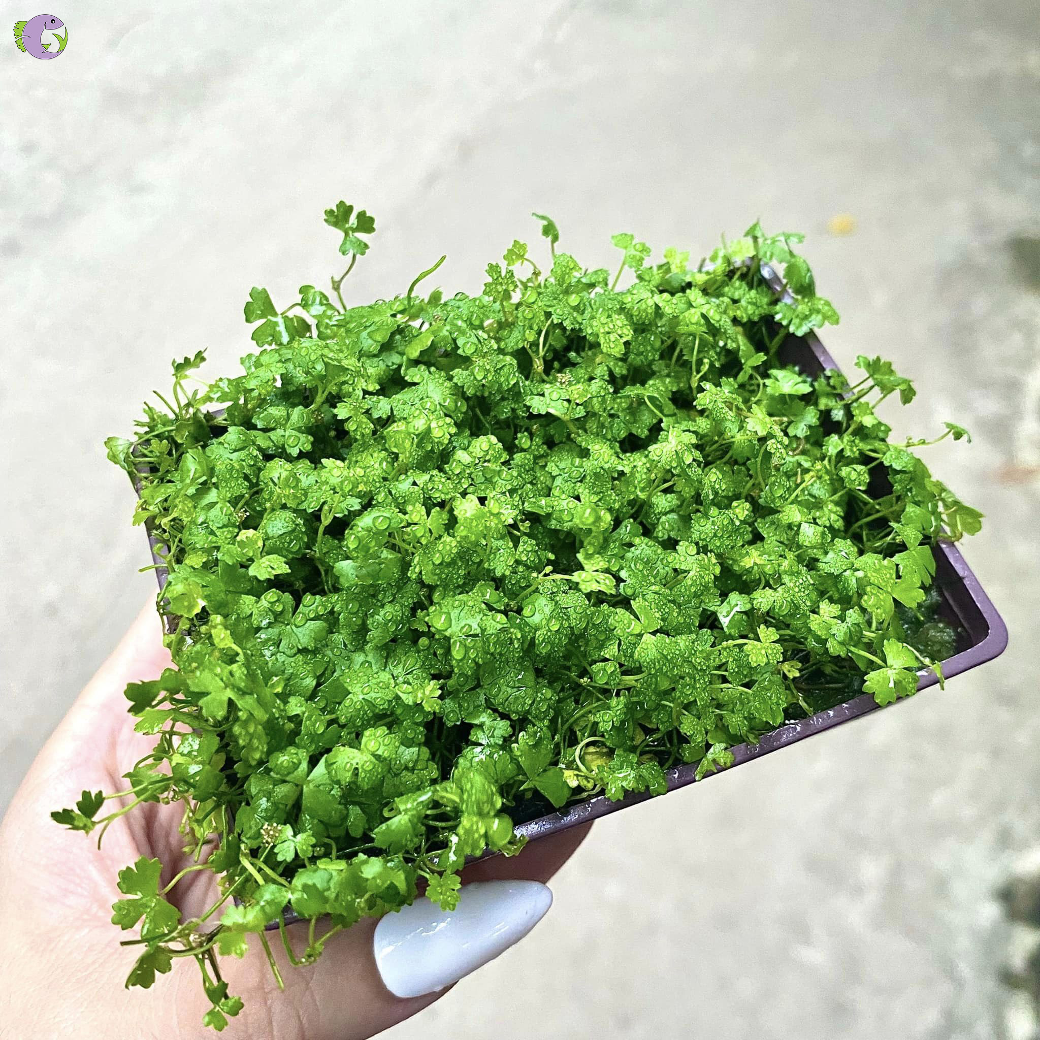 rau-ma-huong-2