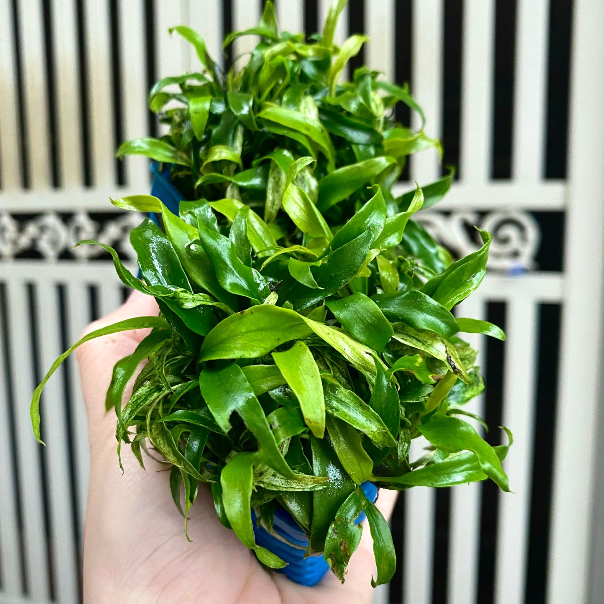 ráy lưỡi hổ
