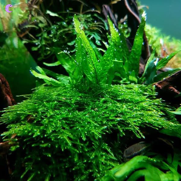 Vỉ Rêu Mini Spiky - 2