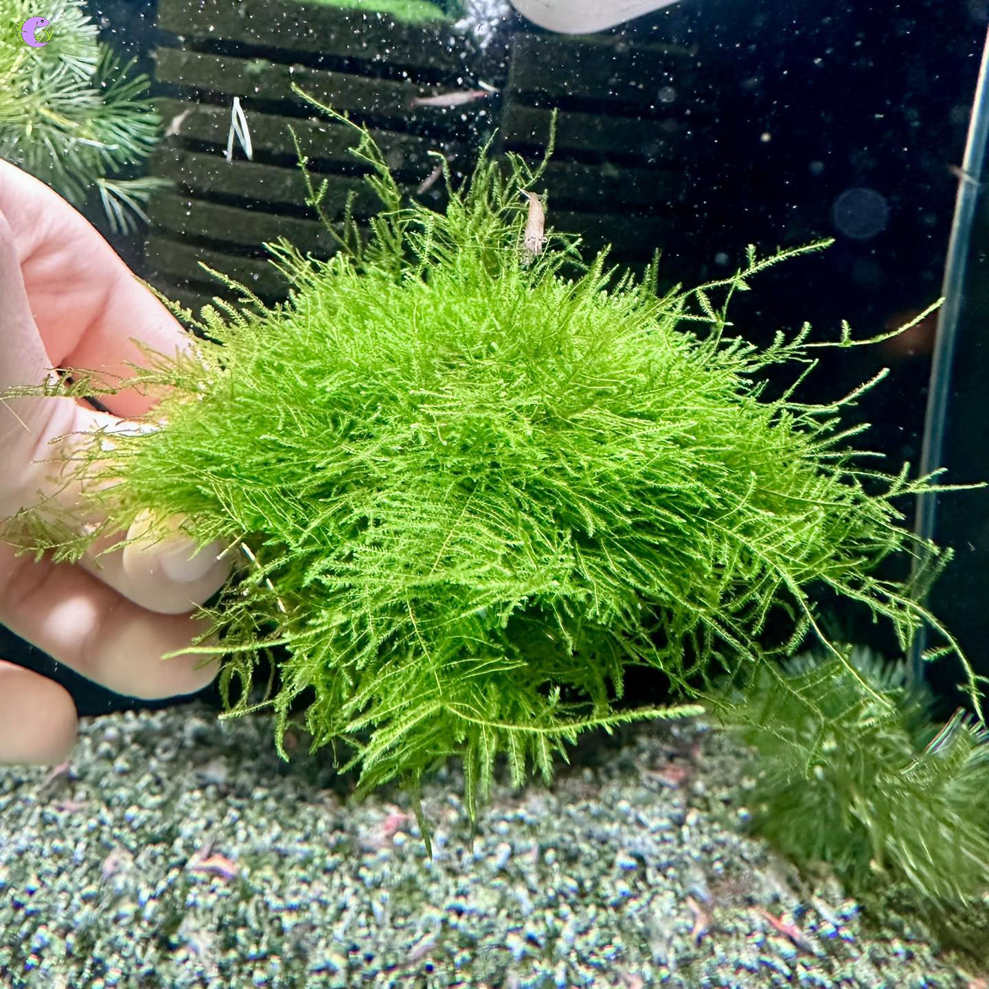 Vỉ Rêu Mini Spiky - 1