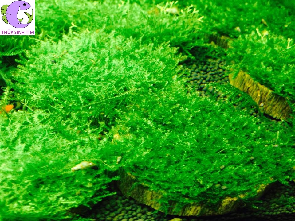 rêu mini taiwan - 2