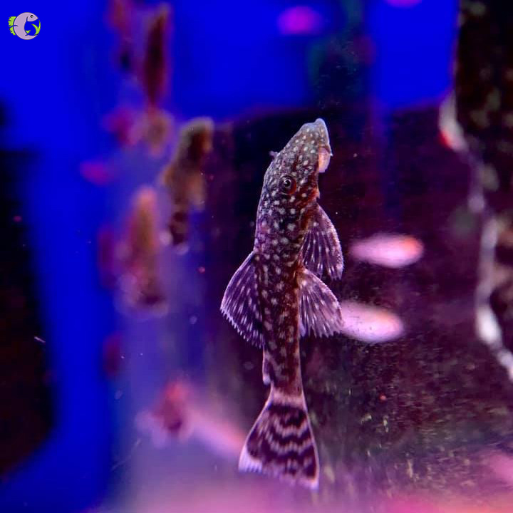 Cá Shortfin Beo - 1