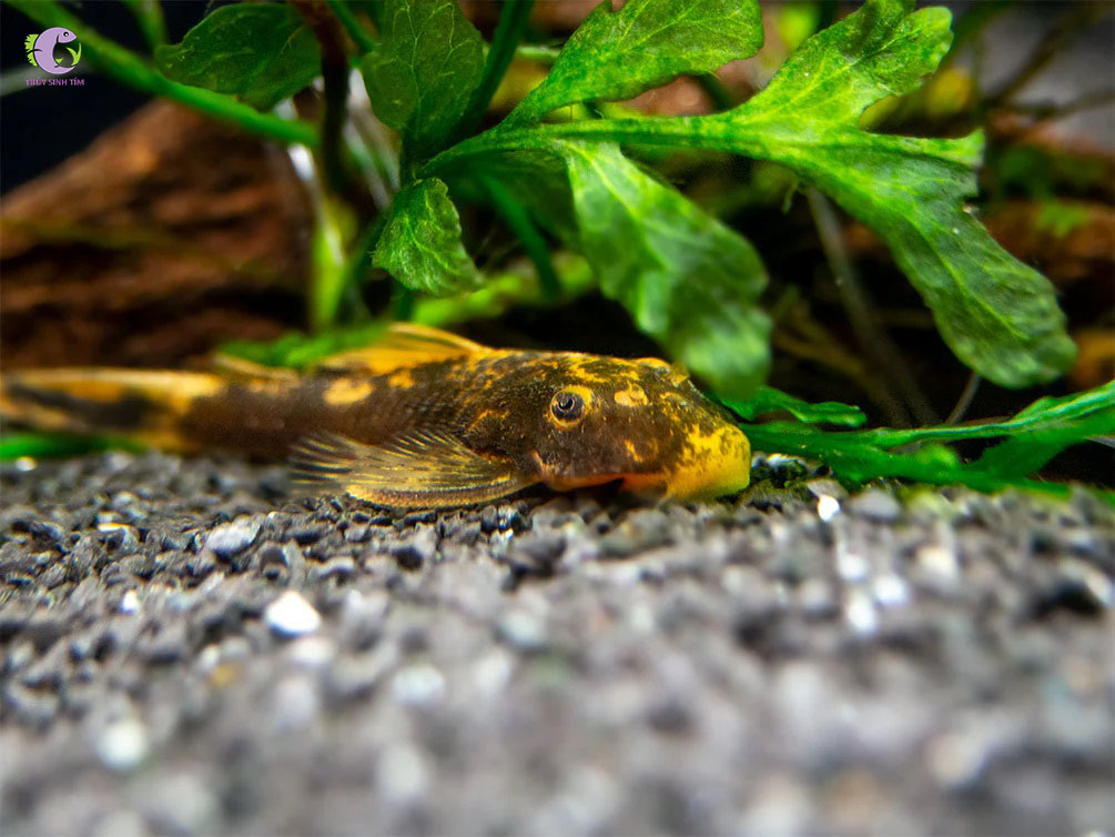 Cá Shortfin Calico-2