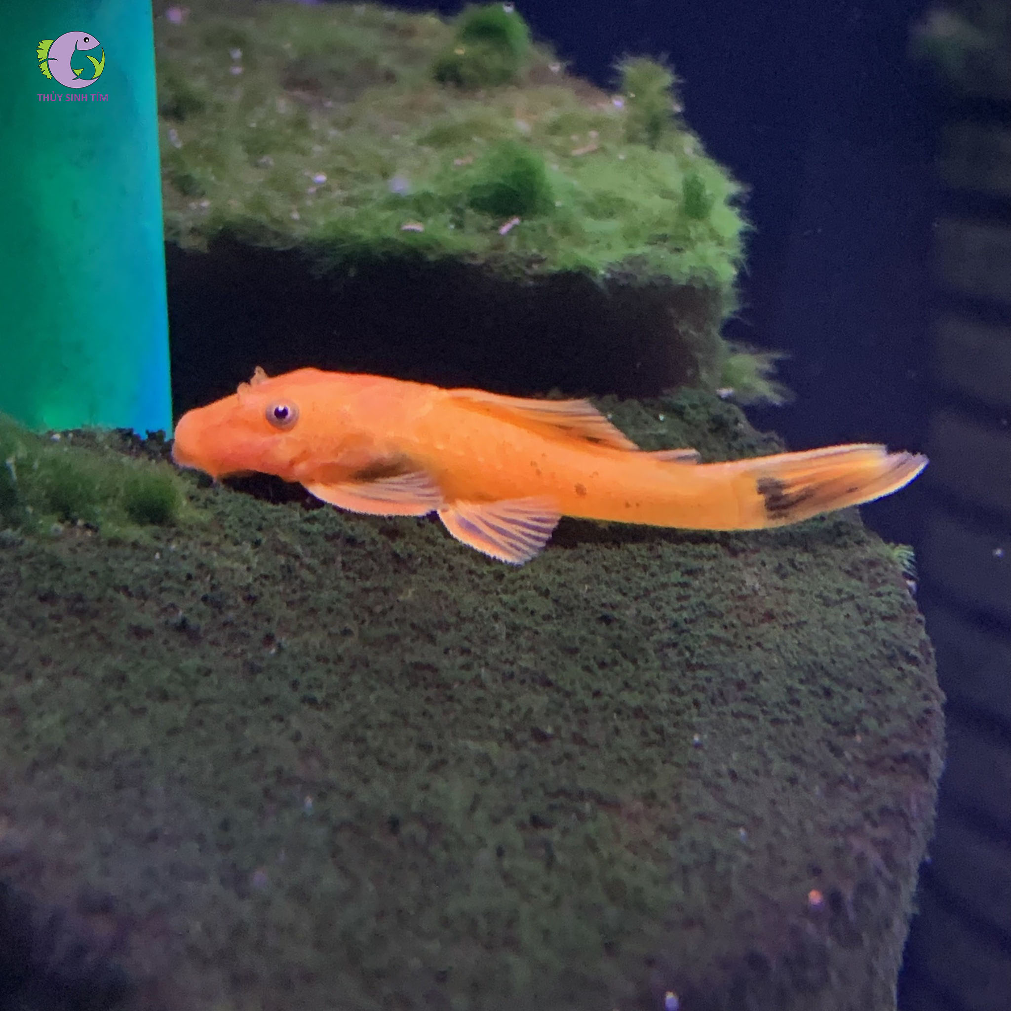 Cá Shortfin Red-1