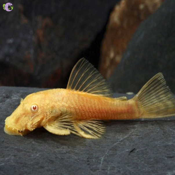 shortfin-vang-2