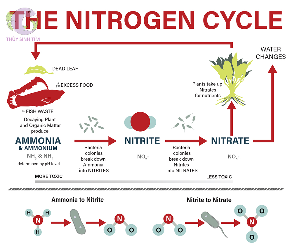 tầm quan trọng của vi sinh trong hồ thủy sinh - 2