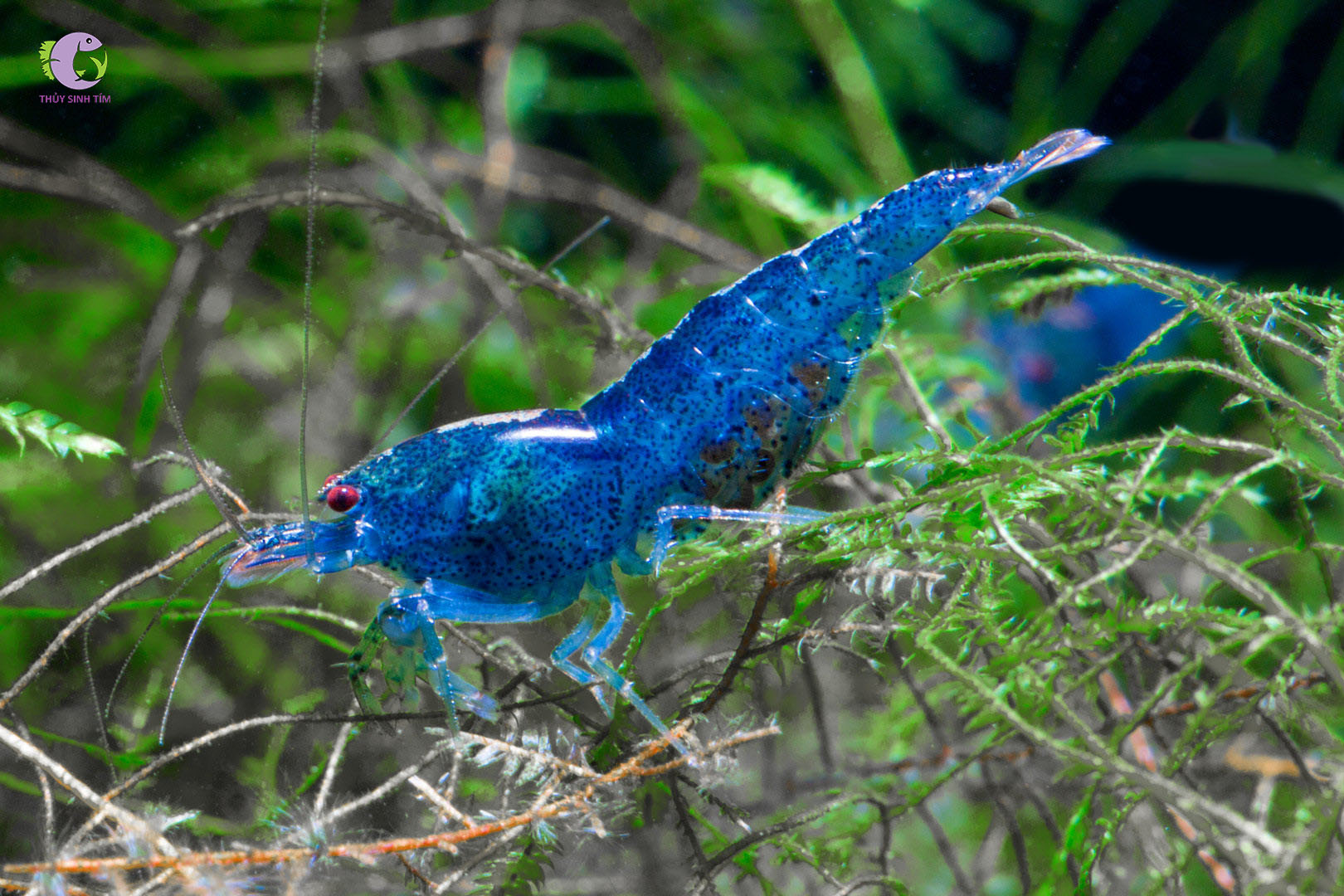 Tép Blue Aura-2