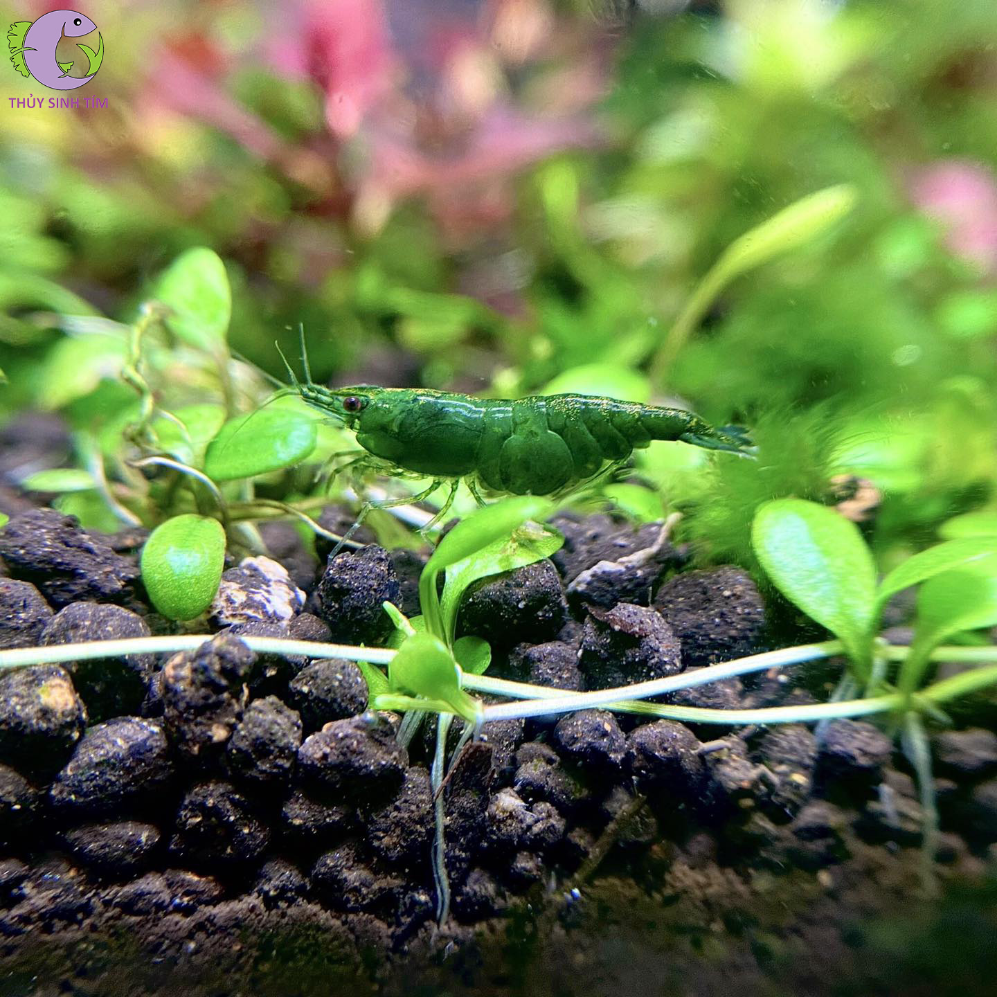 tep green jade 1