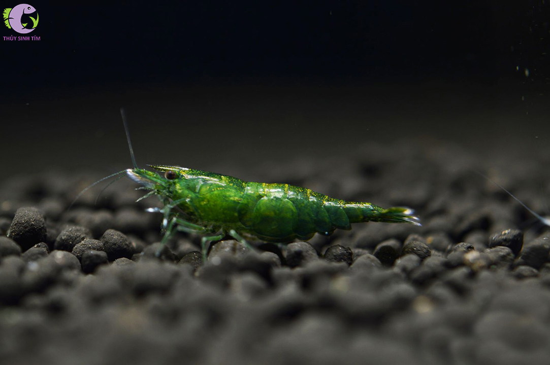 tep green jade 3