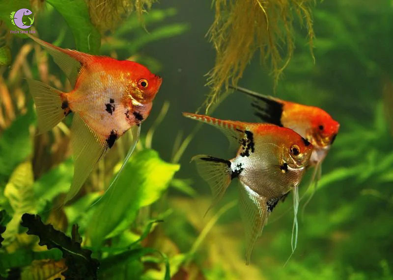 Cá Thần Tiên Koi Red-2