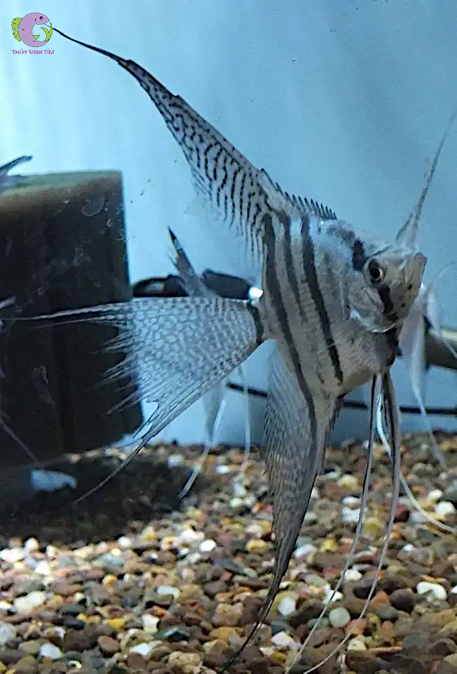 Cá Thần Tiên Zebra Vây Dài-1