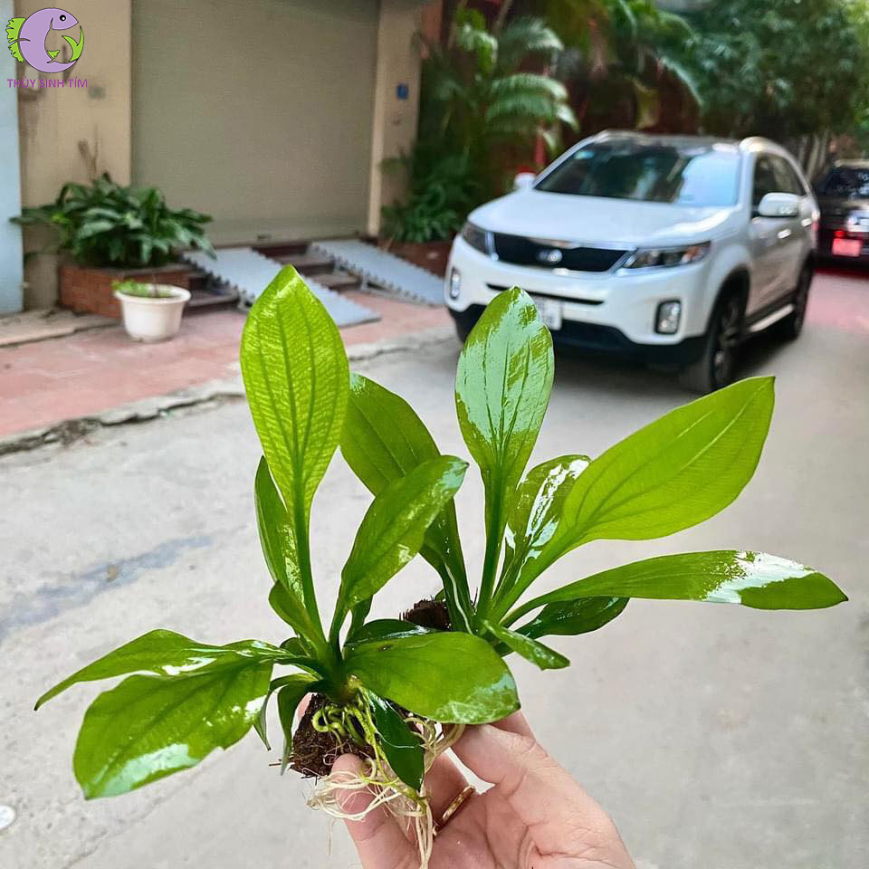 thanh đản 1