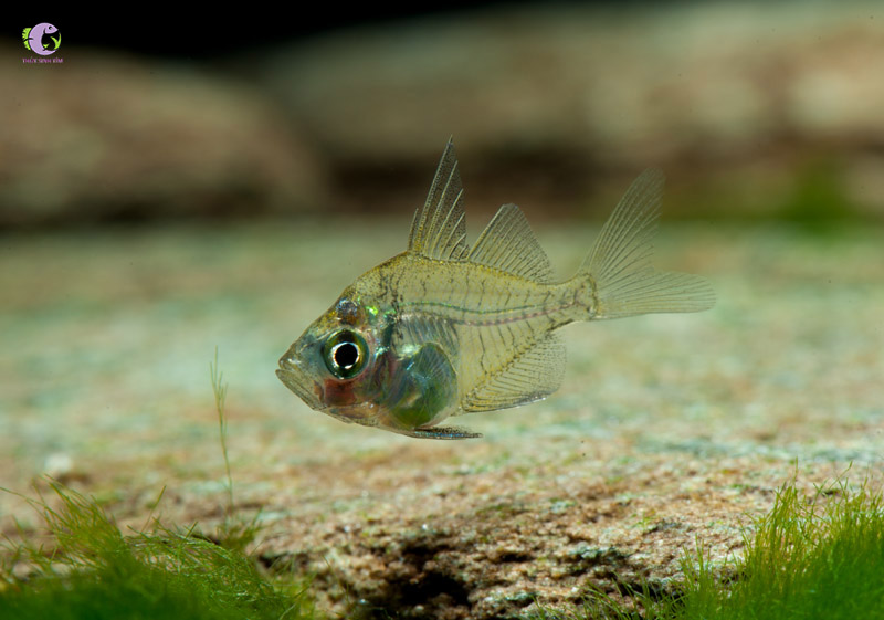 Cá Thủy Tinh Ấn Độ-1