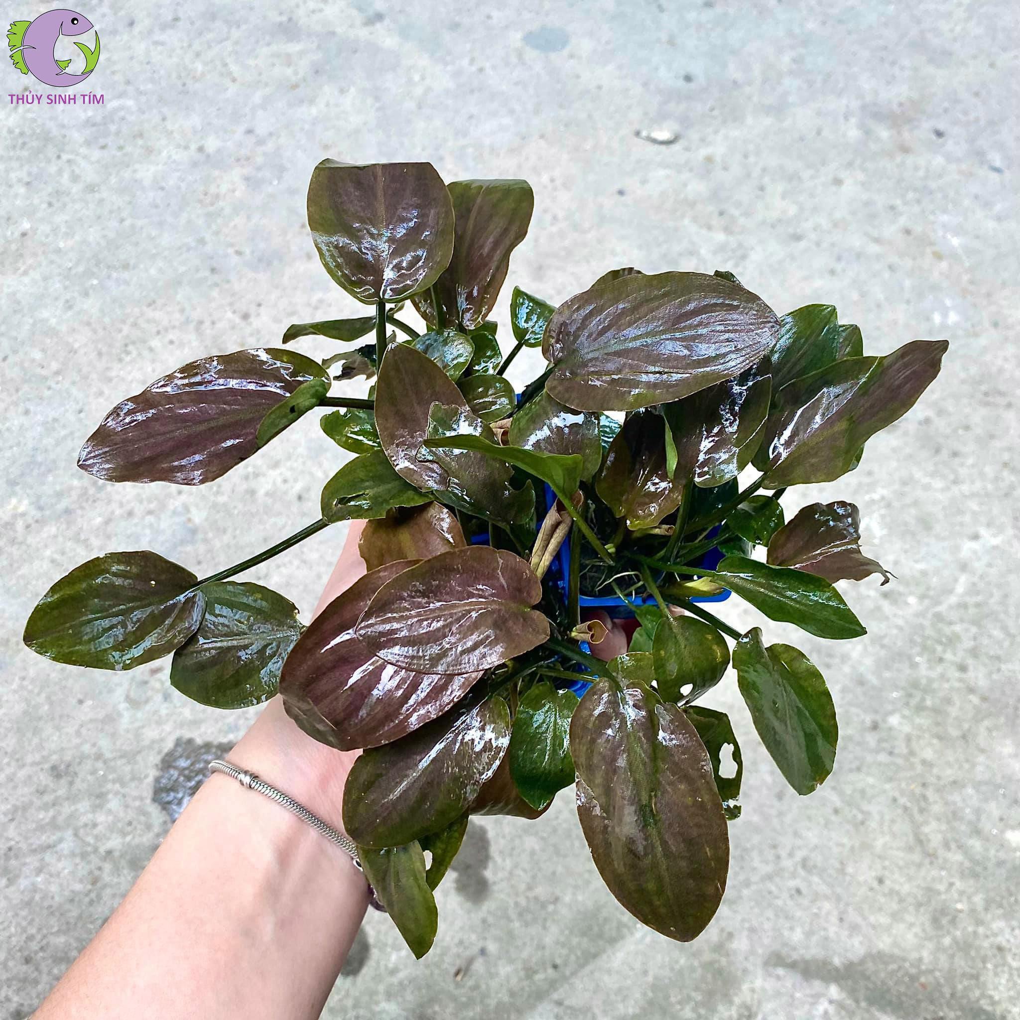 Cây Tiêu Thảo Lagenandra Red 1