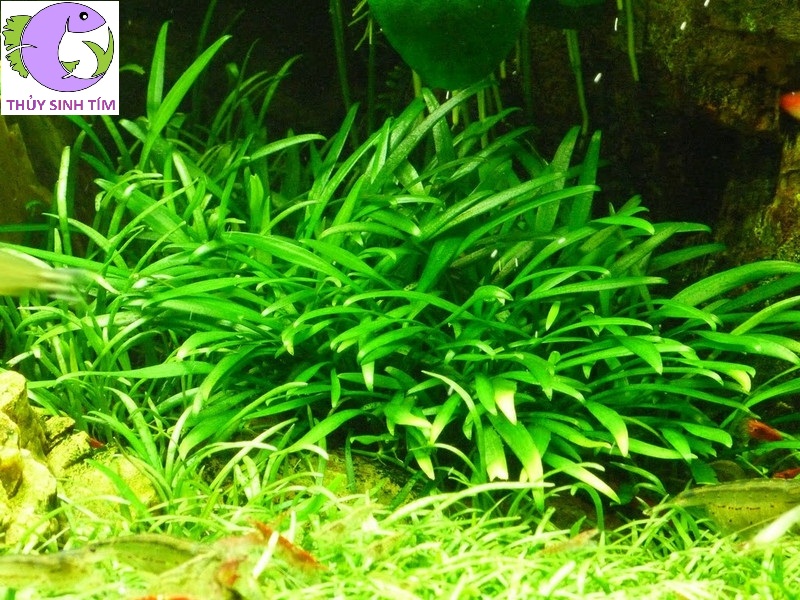 tiêu thảo parva 1