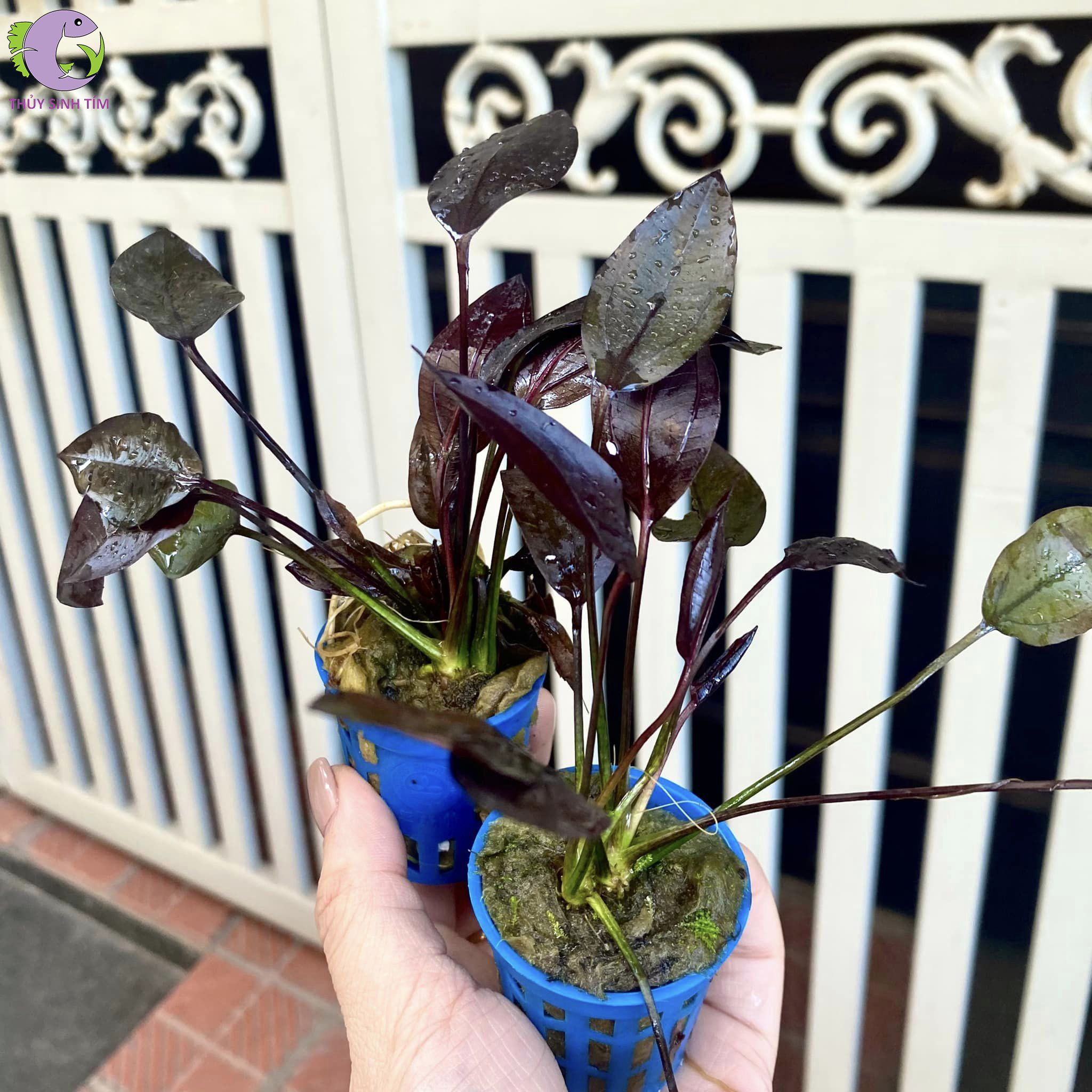Tự trồng cây trầu không trị bách bệnh ngay tại nhà